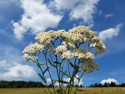 1000 White Yarrow (Achillea Millefolium) Seeds