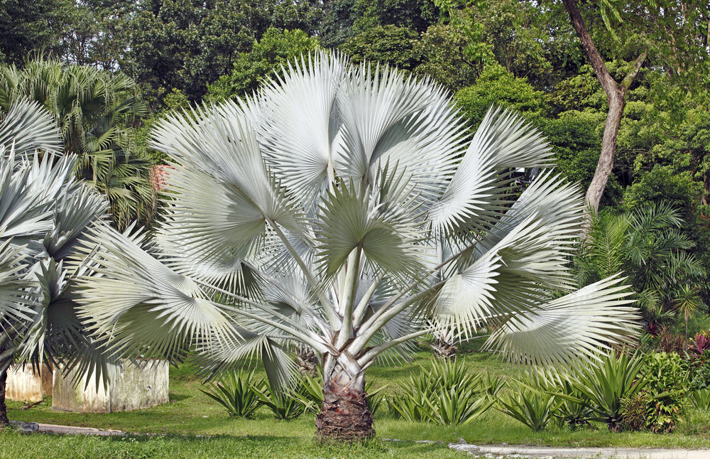 5 SILVER SAW PALMETTO Serenoa Repens American Dwarf Palm Tree Shrub Edible Fruit Sun or Shade Seeds