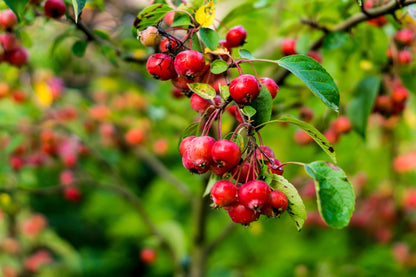 30 Sargent CRAB APPLE Shrub Hummingbird Flower White Red Malus Sargentii Seeds