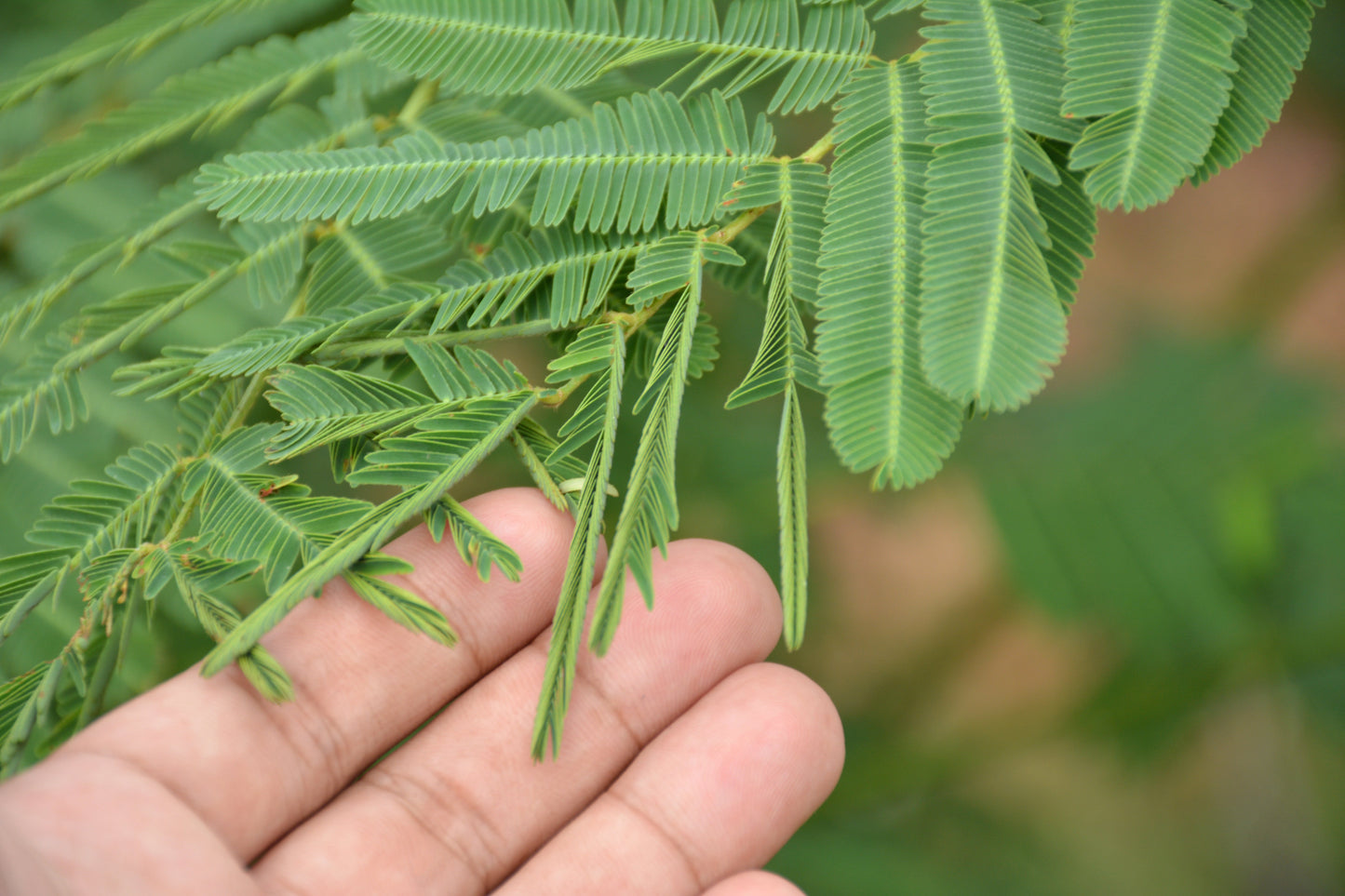 100 Sensitive Plant (Mimosa Pudica) Seeds