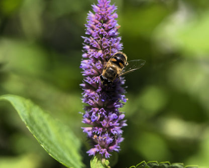 Anise Hyssop (Agastache foeniculum) Seeds – 500 ct