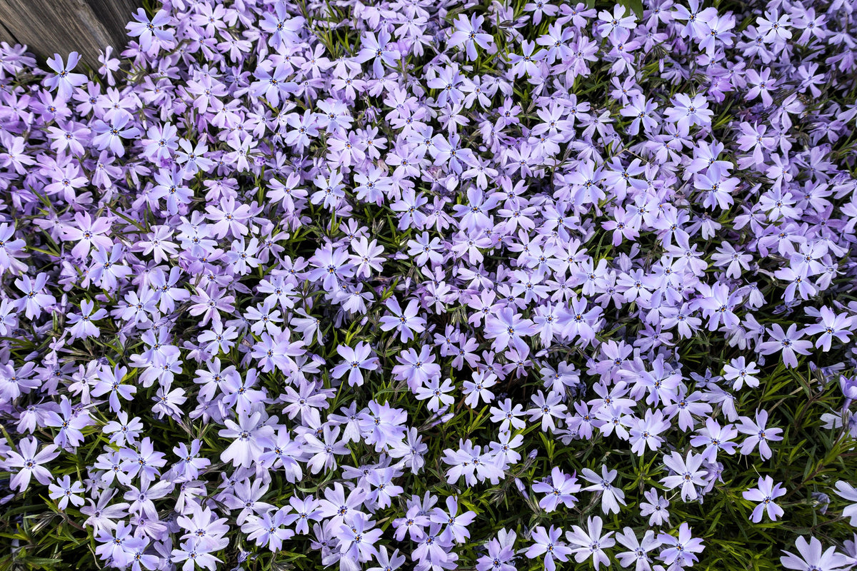 Prairie Phlox Mix (Phlox pilosa) Seeds – 20 ct