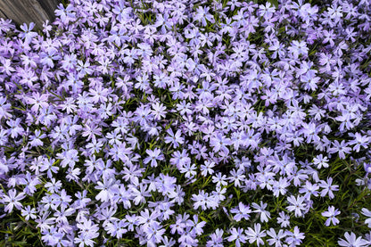 Prairie Phlox Mix (Phlox pilosa) Seeds – 20 ct