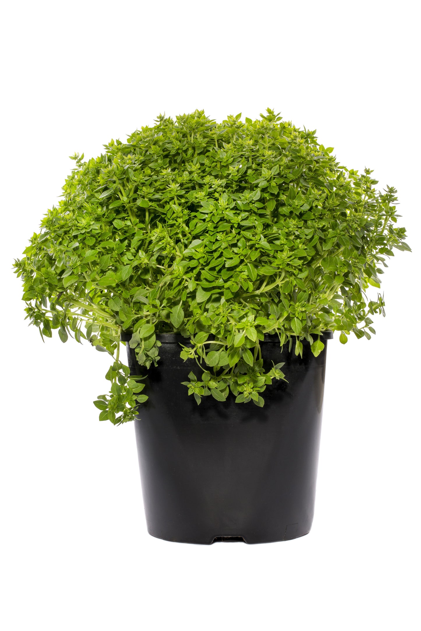 500 Dwarf Greek Basil (Ocimum Basilicum) Seeds