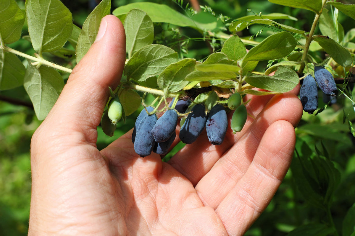 Honeyberry (Lonicera caerulea) Seeds – 30 ct