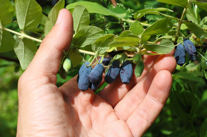 Honeyberry (Lonicera caerulea) Seeds – 30 ct
