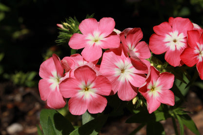 100 PHLOX OF SHEEP Pastel Mix Phlox Drummondii Multicolor Flower Seeds