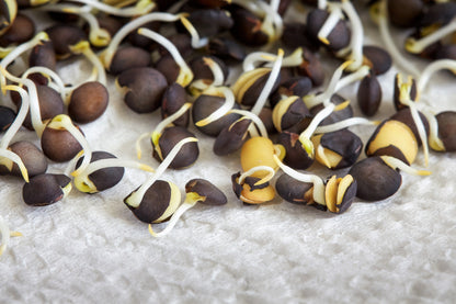100 Black Lentil (Lens Culinaris) Seeds