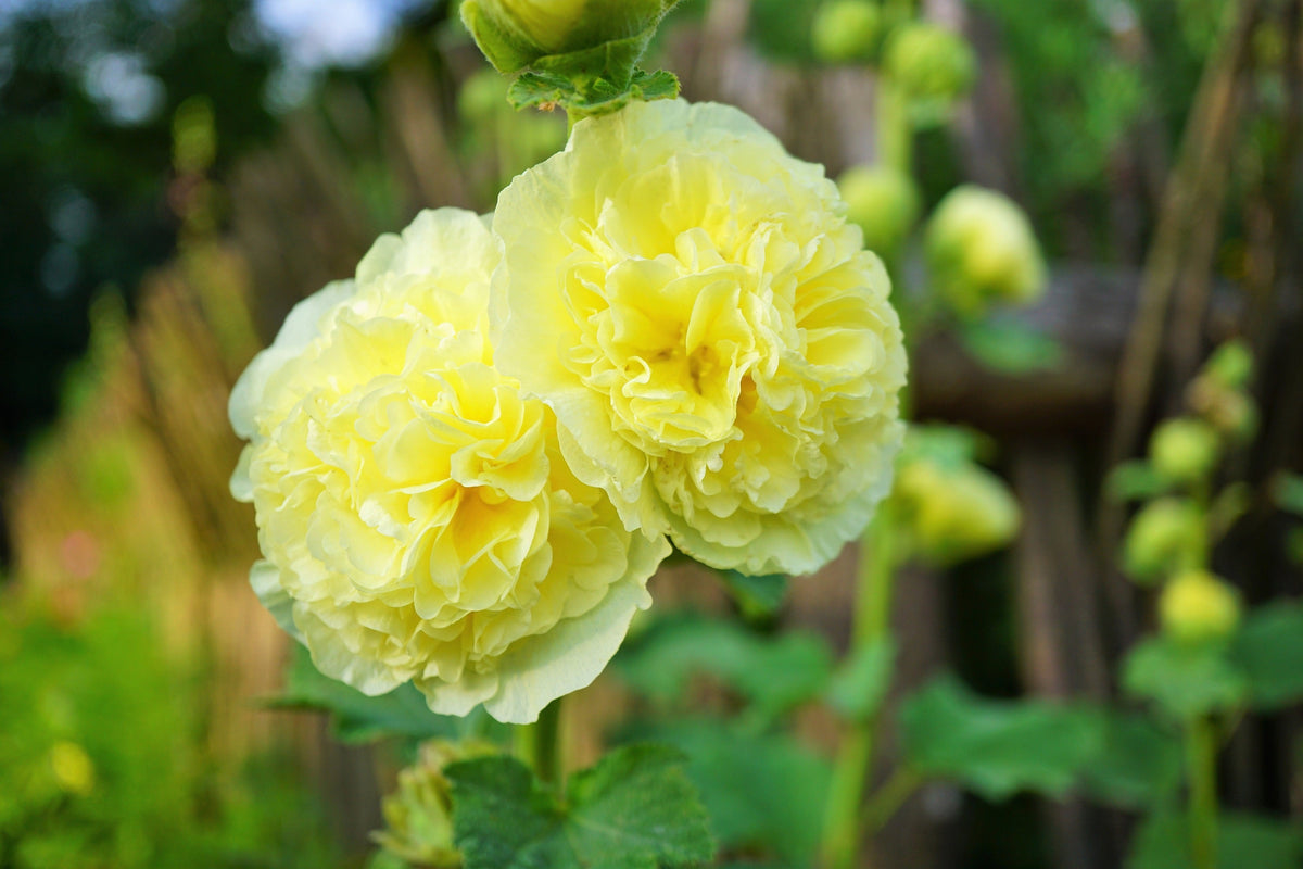 50 SUMMER CARNIVAL HOLLYHOCK Double Mixed Colors Red Pink White Yellow Peach Alcea Rosea Flower Seeds