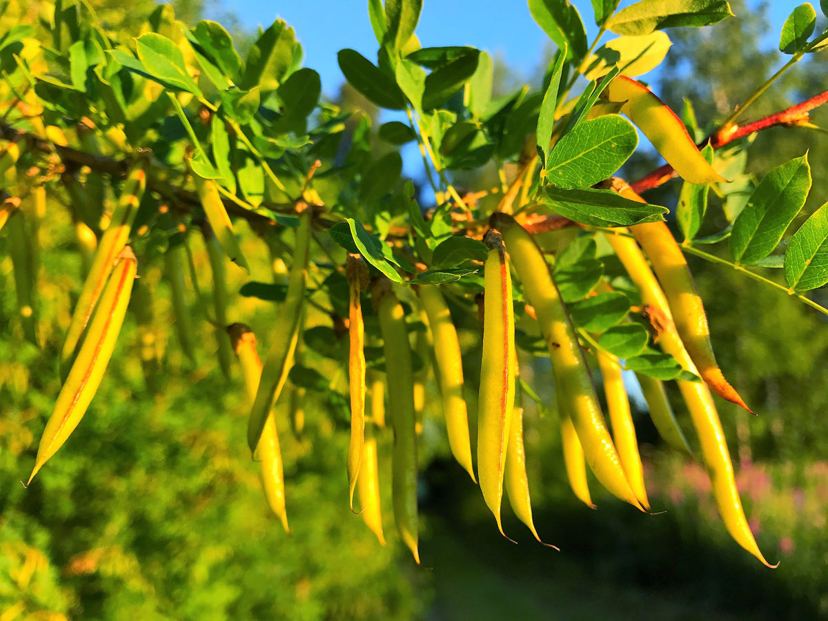 Siberian Peashrub (Caragana arborescens) Seeds – 25 ct