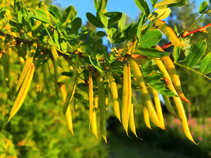 Siberian Peashrub (Caragana arborescens) Seeds – 25 ct