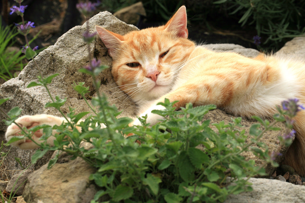 200 Lemony Catnip (Nepeta Cataria Citriodora) Seeds