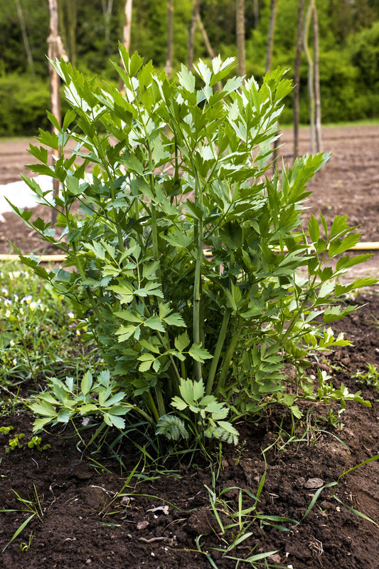 50 LOVAGE Levistucum Officinale - Flavor like celery & anise - Herb Flower Seeds