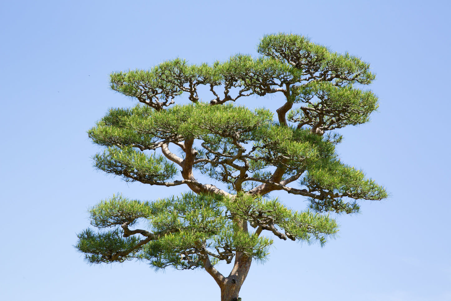 10 Japanese Black Pine Tree (Pinus Thunbergii) Seeds