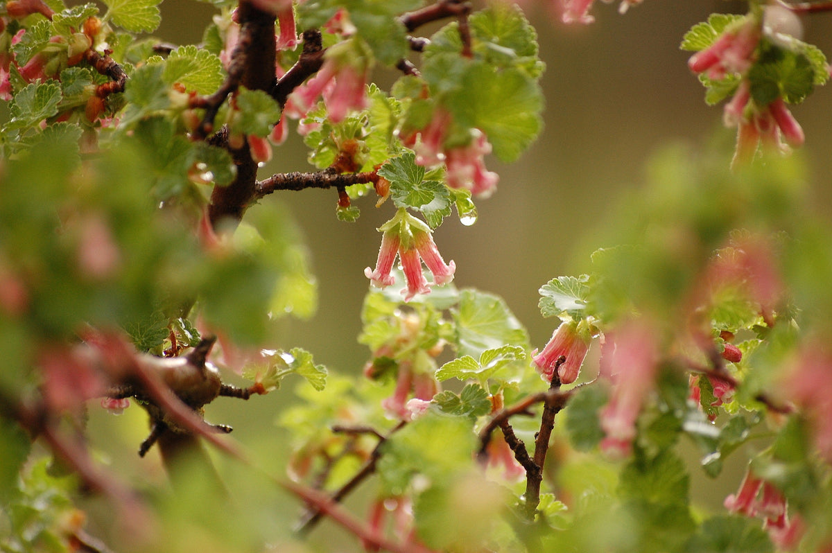 20 Red WAX CURRANT Edible Fruit Berries Pink Flowers Shrub Ribes Cereum Seeds