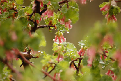 20 Red WAX CURRANT Edible Fruit Berries Pink Flowers Shrub Ribes Cereum Seeds