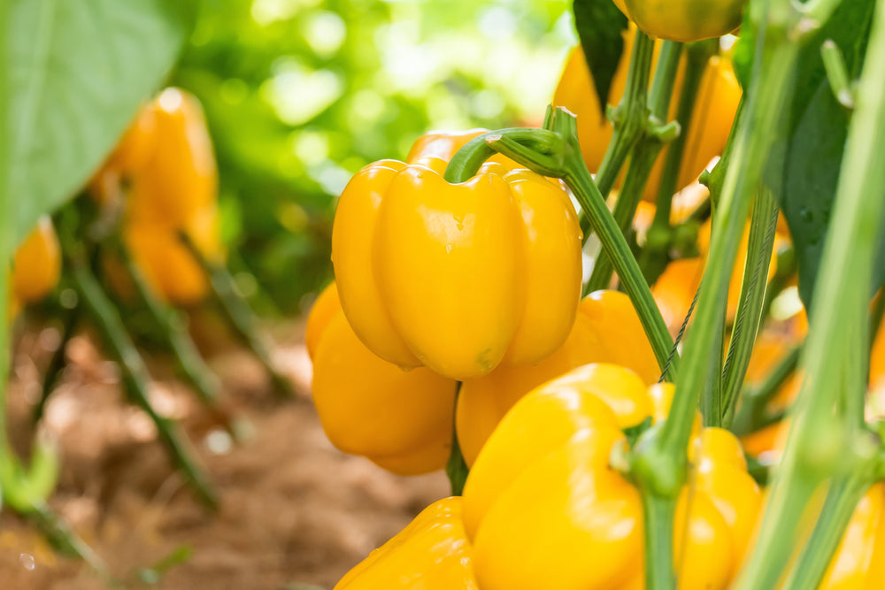 100 Canary Bell Pepper (Capsicum Annuum) Seeds