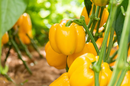 100 Canary Bell Pepper (Capsicum Annuum) Seeds