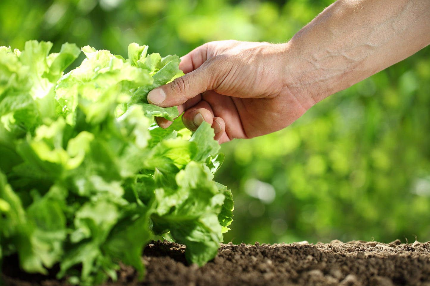 3000 Black Seeded Simpson Leaf Lettuce (Lactuca Sativa) Seeds