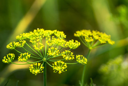 1500 Dukat Dill (Anethum Graveolens) Seeds