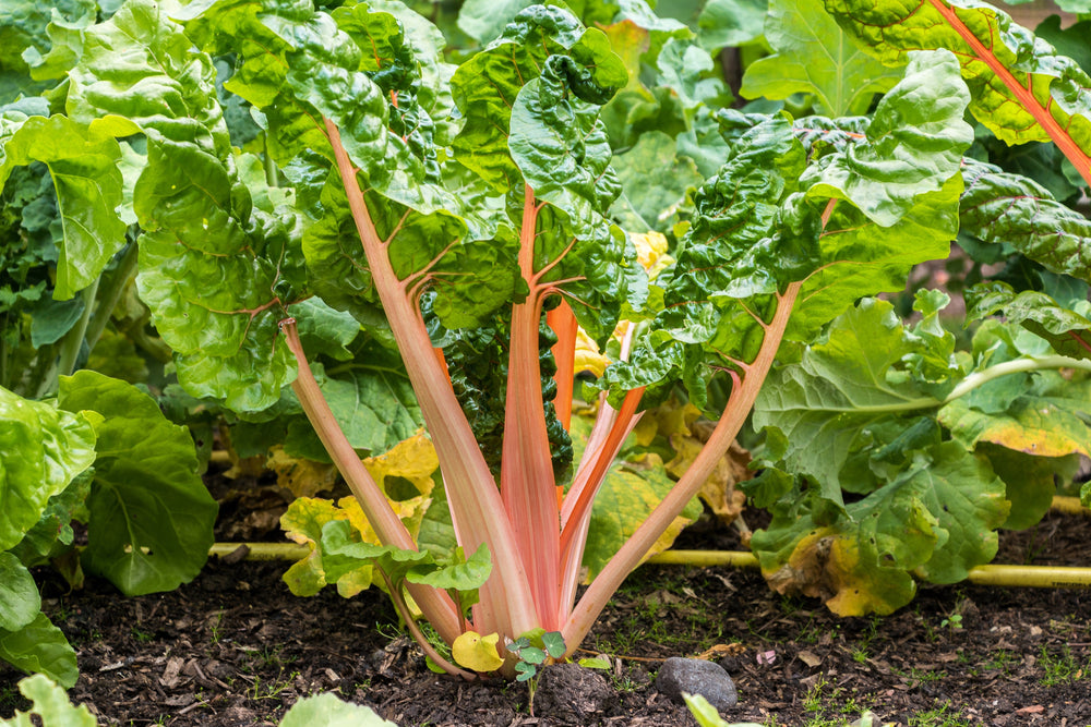 40 Flamingo Swiss Chard (Beta Vulgaris) Seeds