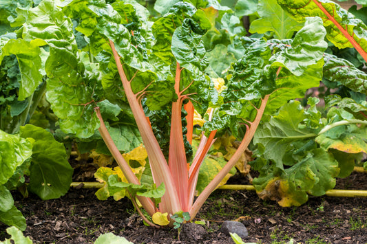 40 Flamingo Swiss Chard (Beta Vulgaris) Seeds