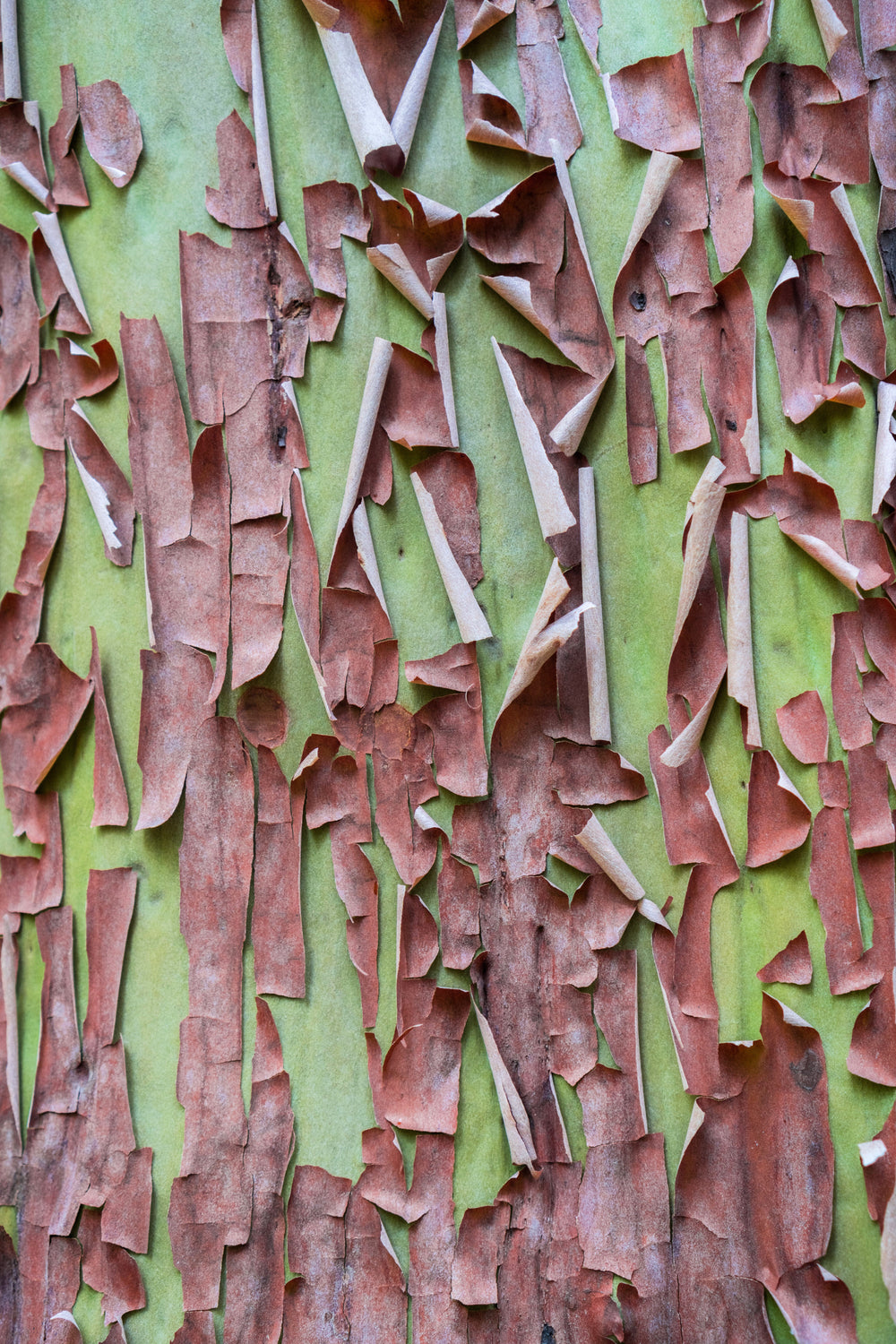 Pacific Madrone (Arbutus menziesii) Seeds – 10 ct