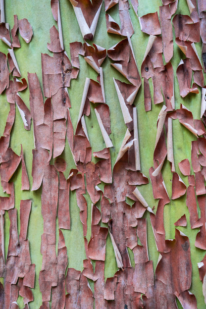Pacific Madrone (Arbutus menziesii) Seeds – 10 ct