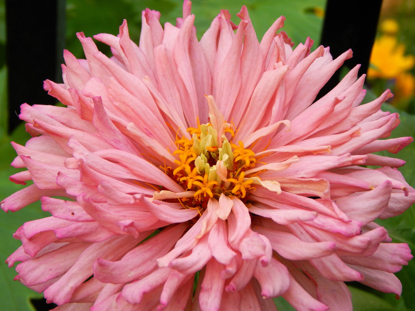 300 Cactus Flowered Zinnia Mix (Zinnia Elegans) Seeds