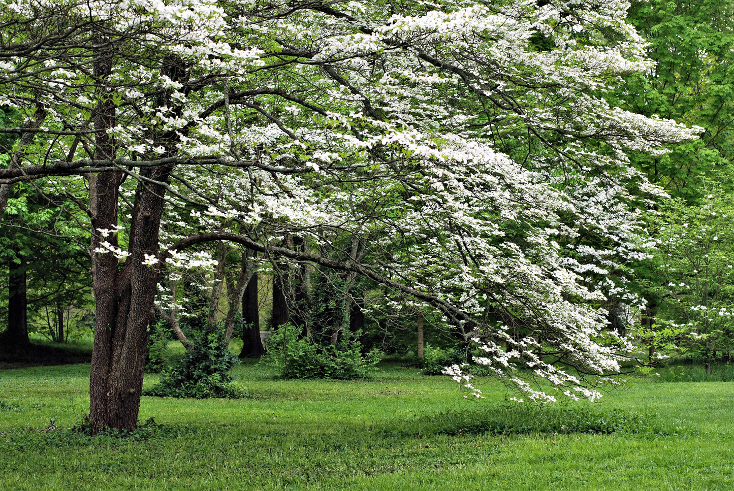 10 White Flowering Dogwood (Cornus Florida) Seeds
