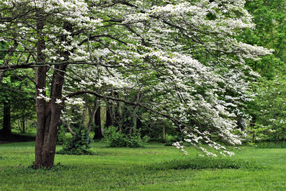 10 White Flowering Dogwood (Cornus Florida) Seeds