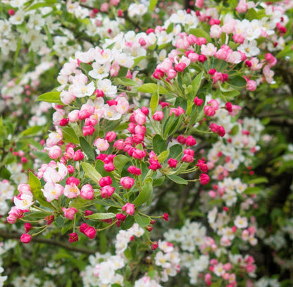 30 Sargent CRAB APPLE Shrub Hummingbird Flower White Red Malus Sargentii Seeds