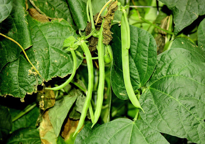 50 Kentucky Wonder Pole Bean (Phaseolus Vulgaris) Seeds