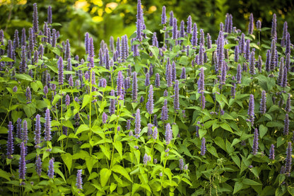 Anise Hyssop (Agastache foeniculum) Seeds – 500 ct