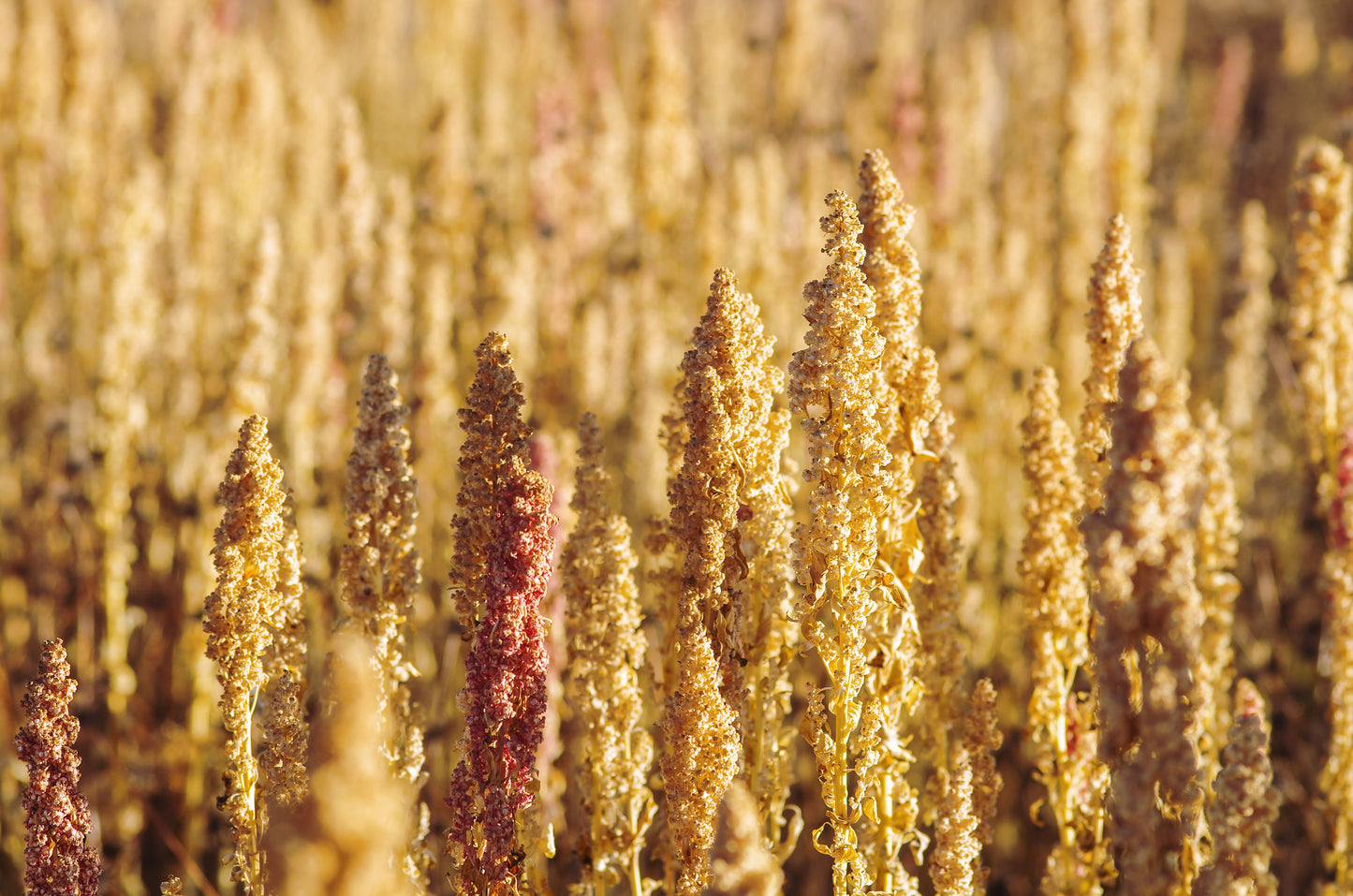 100 Peppermint Quinoa (Chenopodium Quinoa) Seeds