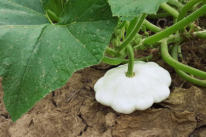 50 Patty Pan Squash (Cucurbita Pepo) Seeds