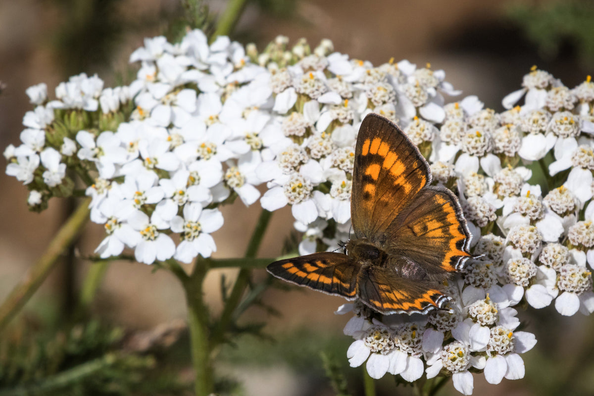 1000 White Yarrow (Achillea Millefolium) Seeds