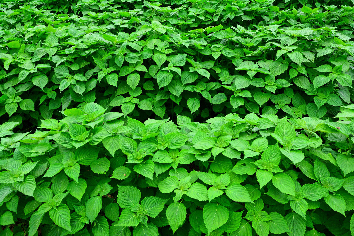 300 Green Shiso (Perilla Frutescens) Seeds