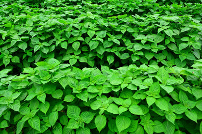 300 Green Shiso (Perilla Frutescens) Seeds