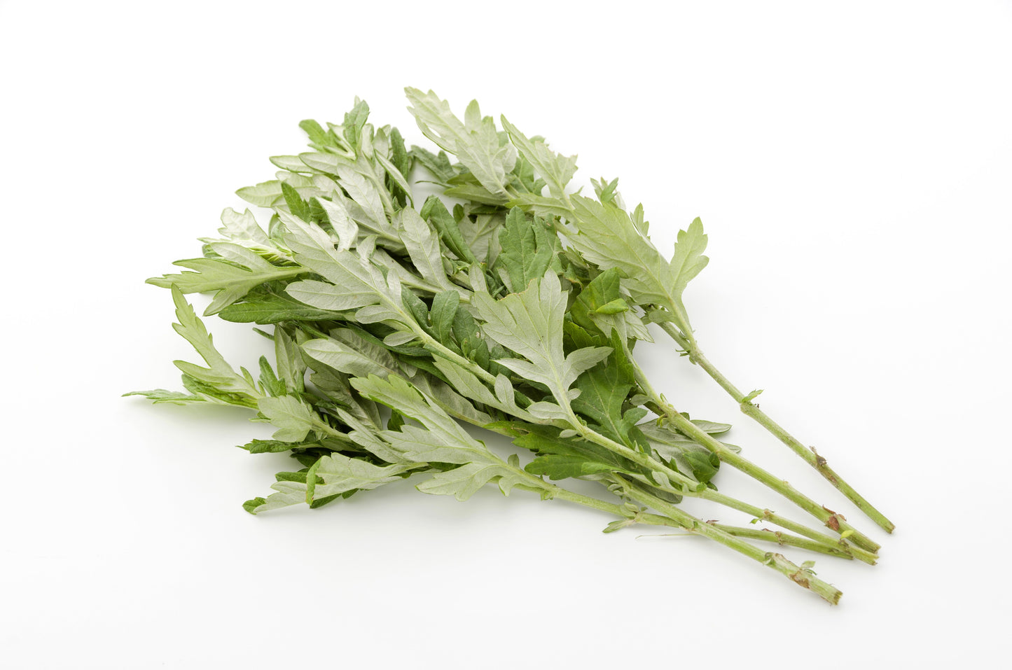 1000 Japanese Mugwort (Artemisia Princeps) Seeds