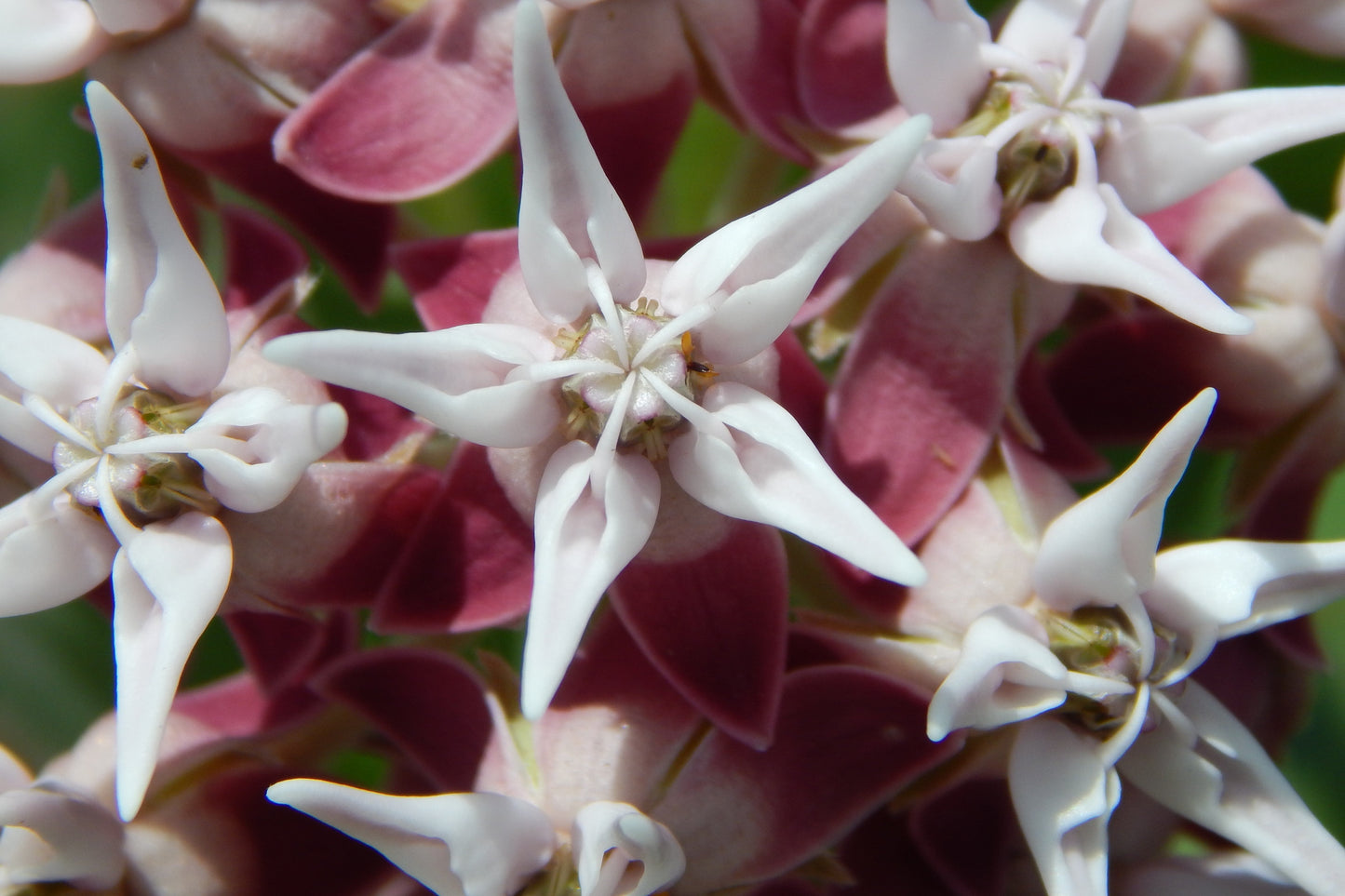 50 Showy (Greek) Milkweed (Asclepias Speciosa) Seeds