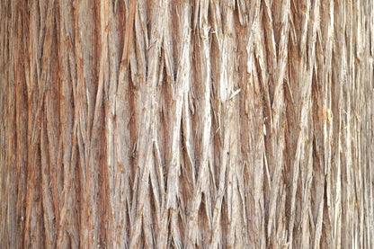 30 Weeping Cypress Tree (Cupressus Cashmeriana) Seeds