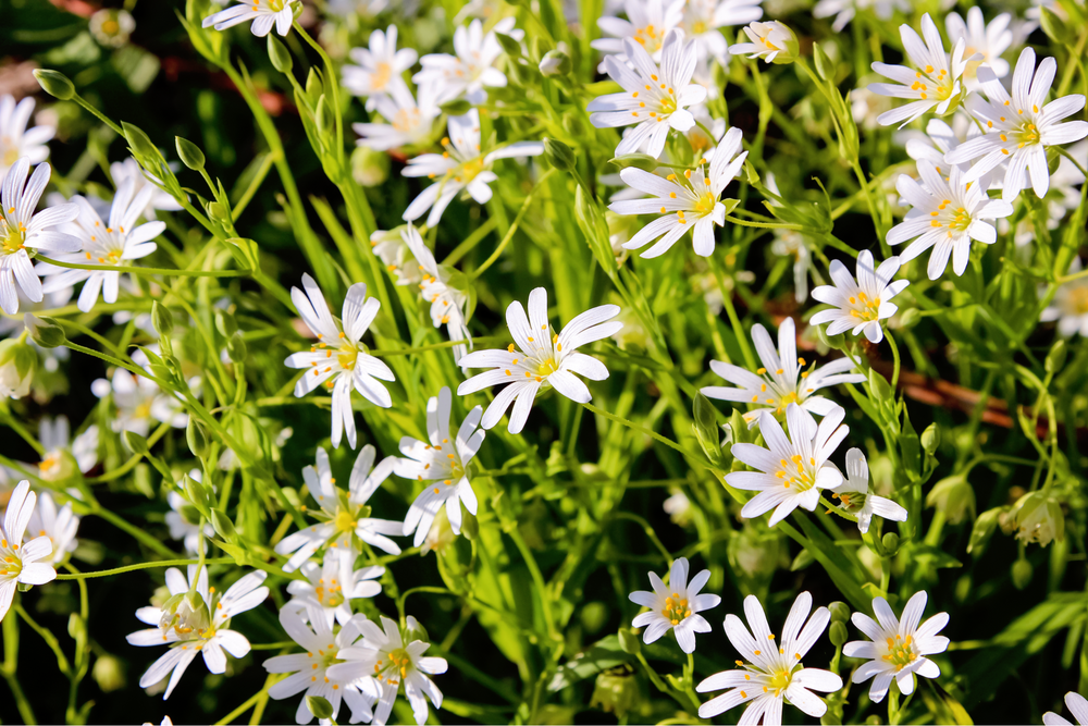 Organic Chickweed (Stellaria media) Seeds – 50 ct