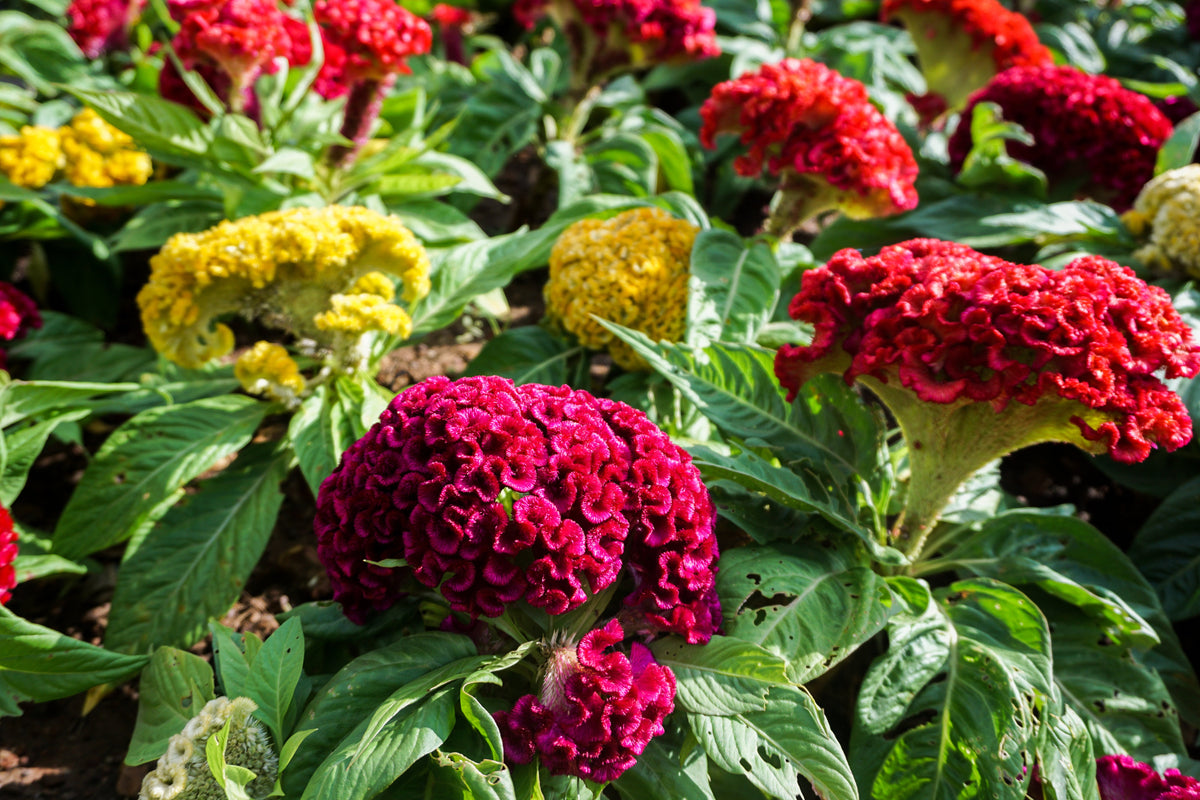 Coral Gardens Mix Celosia (Celosia argentea var. cristata) Seeds – 100 ct