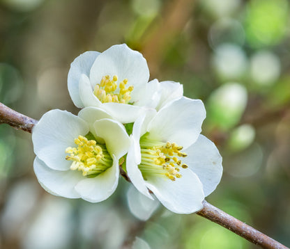 30 Flowering Quince (Chaenomeles Speciosa) Seeds