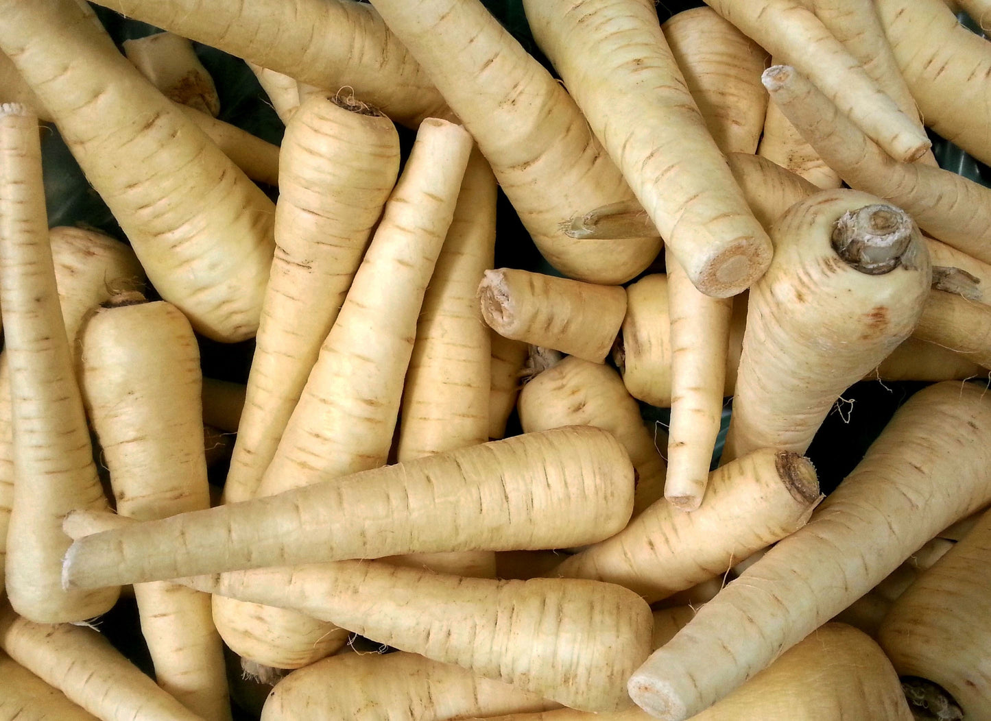 1000 All American Parsnip (Pastinaca Sativa) Seeds