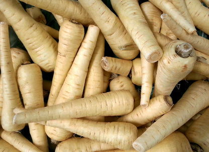 1000 All American Parsnip (Pastinaca Sativa) Seeds