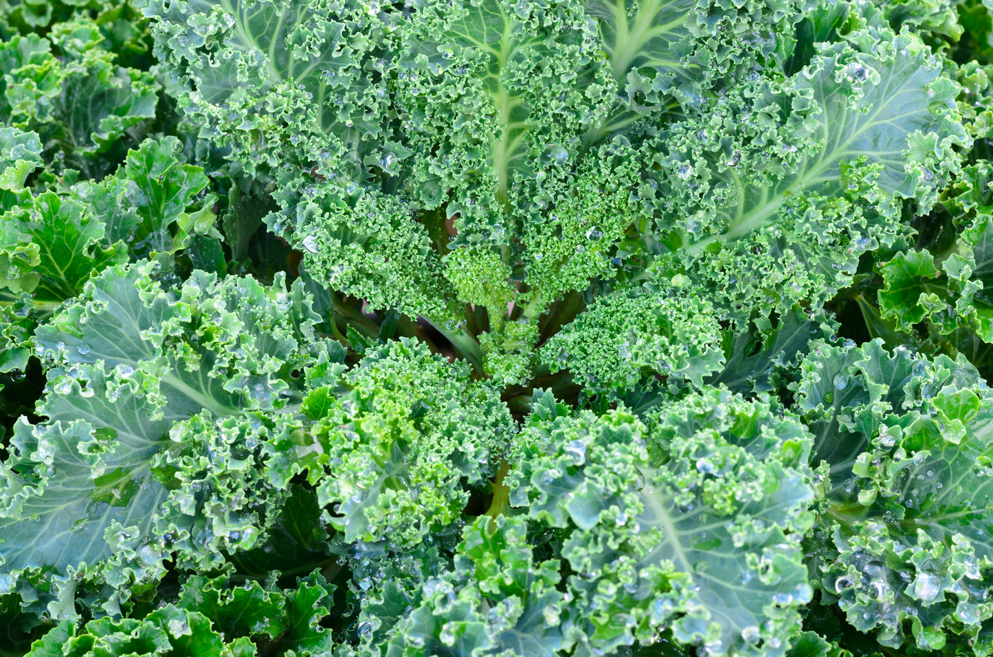 2500 Vates Blue Curled Kale (Brassica Oleracea) Seeds