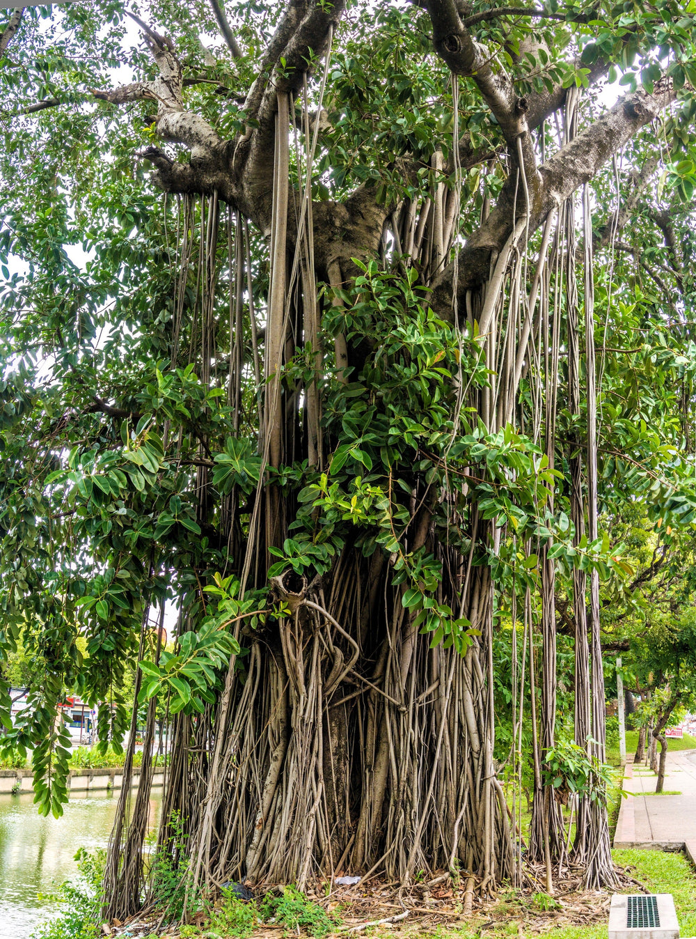 Banyan Fig (Ficus benghalensis) Seeds – 50 ct