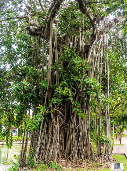 Banyan Fig (Ficus benghalensis) Seeds – 50 ct